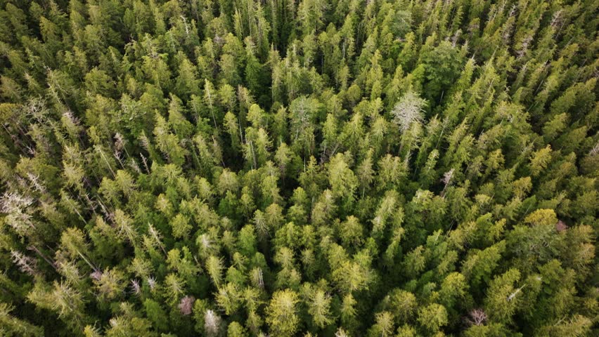 The coastal temperate rainforest of British Columbia on Vancouver Island BC in Canada. Nature shot of green trees. Royalty-Free Stock Footage #1103330197