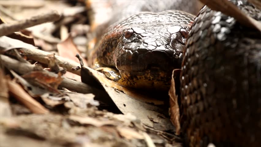 Insane Close-up Of Green Anaconda Flickering It