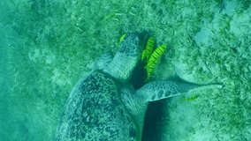 Vertical video, Great Green Sea Turtle (Chelonia mydas) with group of Golden Trevally fish (Gnathanodon speciosus) grazing on seagrass meadow at daytime, Slow motion, Forward movement