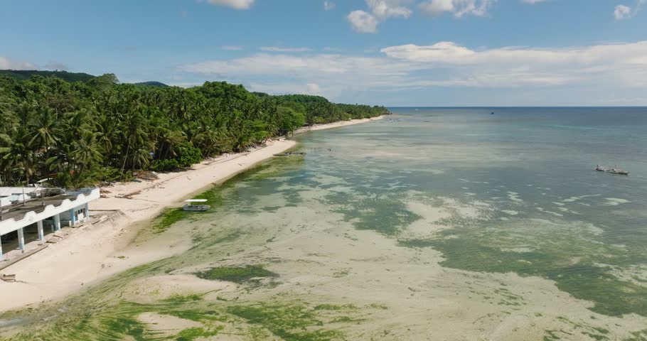 White shiny seashore with turquoise lagoon of coral reefs along with the healthy coconut trees. Siquijor, Philippines.