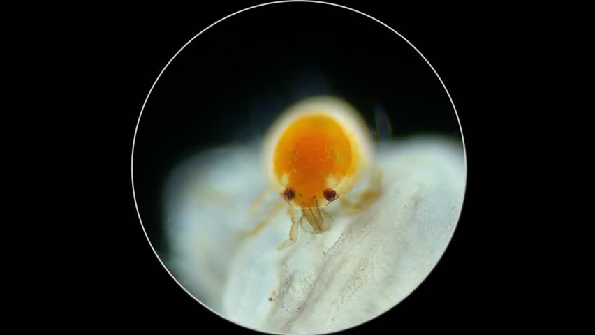 Larva mite Hydrachnidia stuck to Hydrophilidae larva under a microscope. Arrenuridae family mite sucked and drinks hemolymph by inserting a tubular Stylostome