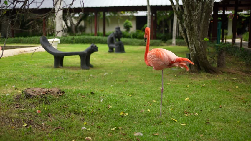 Red flamingo walking around an island with palm trees in Carribean. Dominican island