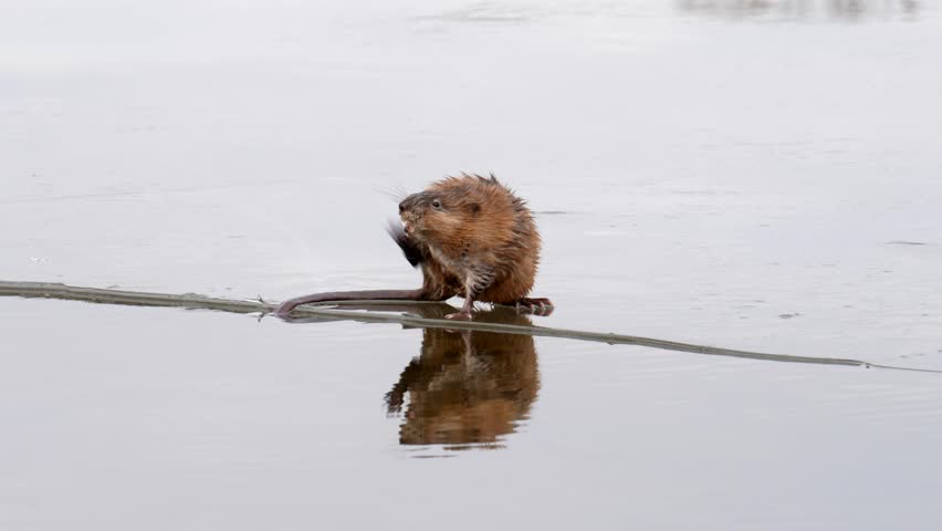 A muskrat (ondatra zibethicus) sitting on an ice floe washes itself.
