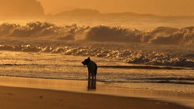 Border Collie dog breed on a beach during a beautiful sunrise. 4k pet video with ocean waves in background.