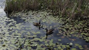 Drone footage through a Richmond Va swamp with wildlife