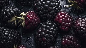 Juicy and Nutritious: 4K Footage of Glistening Fresh Blackberries