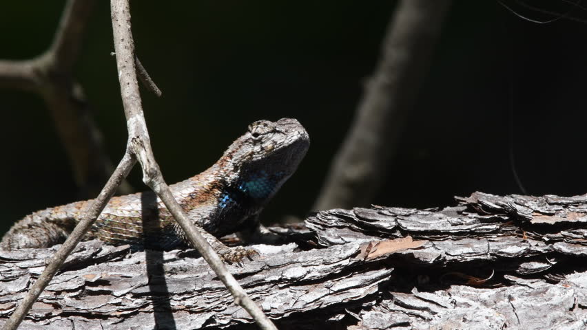 Eastern Fence lizard perched on a log then suddenly sits up to look at something. Stock nature 4k footage
