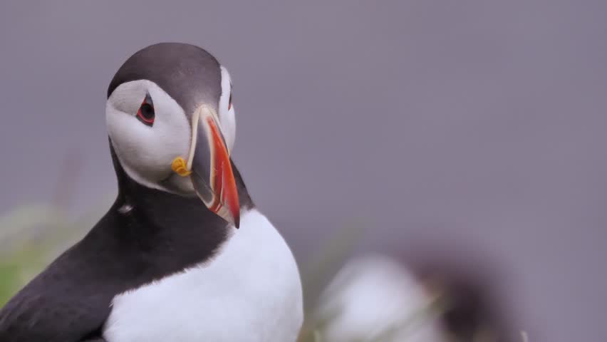 Gorgeous Atlantic puffin on close up looking around and moving his colorful beak