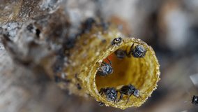 A slow motion macro video of stingless bees going in and out of their wax entrance pipe that leads to their bee colony inside the tree trunk.