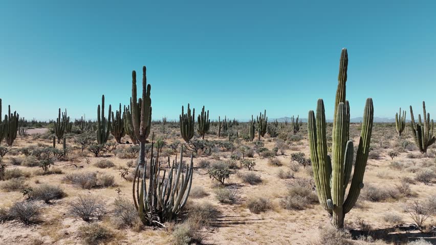 Flight through the desert passing near cactus with drone 4k