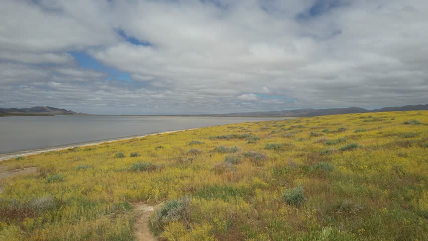 Aerial video of wildflowers at Carrizo Plain National Monument and Soda lake