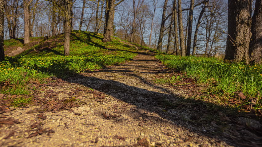 Panning shot over a walking path through a forest, the bottom of which is dotted with yellow flowers.