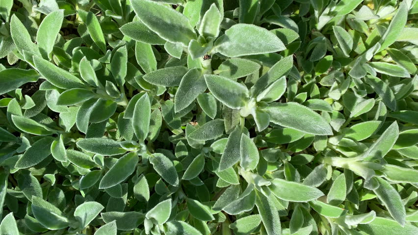 Dense green spring foliage on a bright sunny day