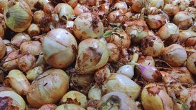 Excellent Dry Onion On The Vegetable Market Stall Footage.