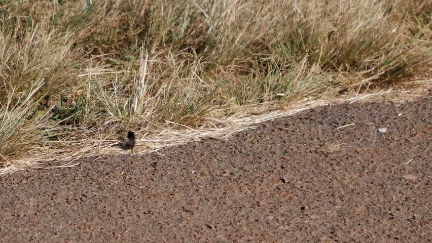 Furry black caterpillar crawls into dry grass at side of African road