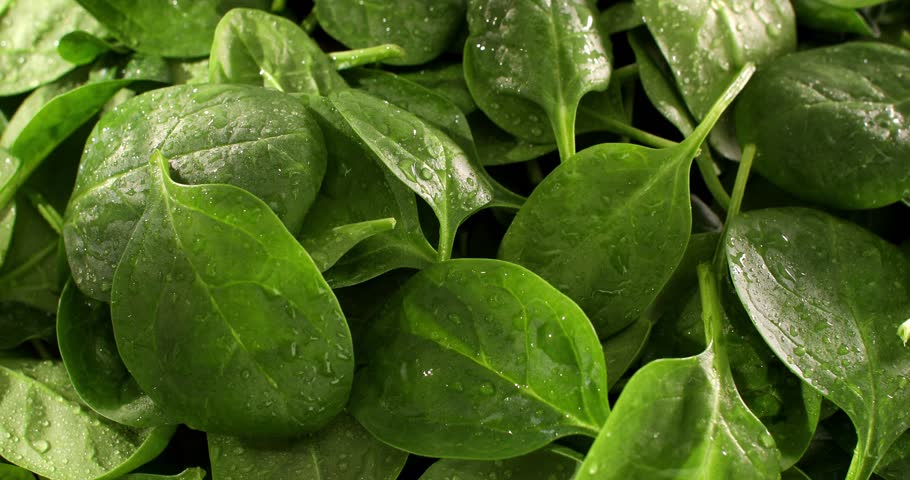 fresh spinach on the table. green spinach leaves close up. healthly food. salad ingredient. drops of water on green leaves.