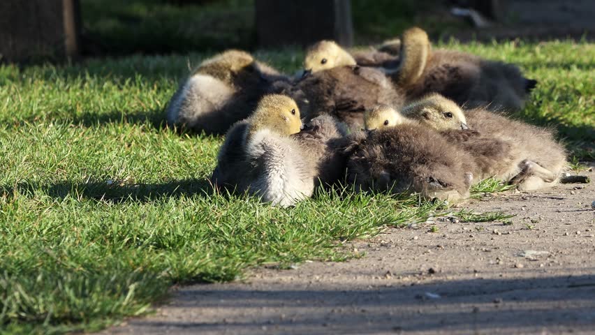 Wild Canadian Geese goslings resting together on the grass in the UK.  Real time. Royalty-Free Stock Footage #1103366709
