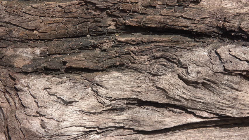 Close-up wood grain of old wood Royalty-Free Stock Footage #1103369367