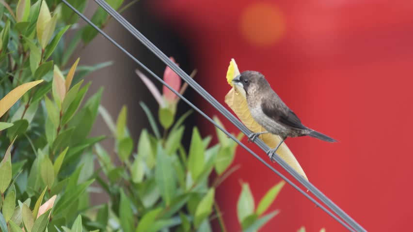 some birds are collecting leaves to make their nest in aceh