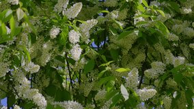 Closeup view 4k stock video footage of blooming in spring green bird cherry (bird-cherry) tree with many fluffy white flowers. Blossom of spring. Trees of Ukraine. Natural video background 