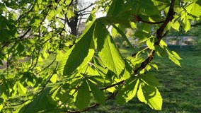 Juicy young bright green chestnut leaves in golden sunbeams. I the garden. Springtime. For video presentation, advertising.