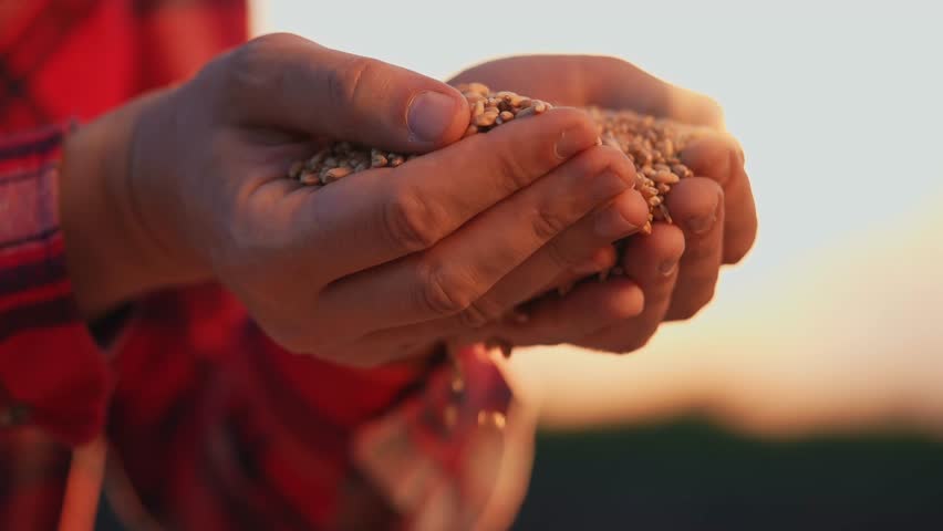 agriculture. farmer hands close-up with barley wheat grain. agriculture business concept. farmer holding grain for sowing in field at sunset close-up for sowing lifestyle crop in agricultural Royalty-Free Stock Footage #1103379761