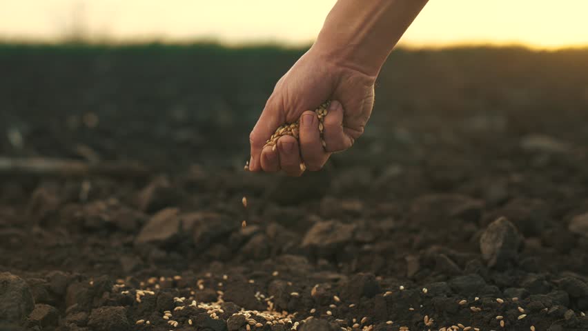 farmer hand planting grain in soil. agriculture business concept. farmer hand close-up planting a wheat barley grain in the soil. farmer hands is planting seeds. lifestyle agriculture farm Royalty-Free Stock Footage #1103379877
