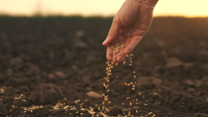 Farmer hand planting grain in soil. agriculture business concept. farmer hand close-up planting a wheat barley grain in the soil. farmer hands is planting seeds. lifestyle agriculture farm | Shutterstock HD Video #1103379877