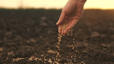 farmer hand planting grain in soil. agriculture business concept. farmer hand close-up planting a wheat barley grain in the soil. farmer hands is planting seeds. lifestyle agriculture farm : vidéo de stock