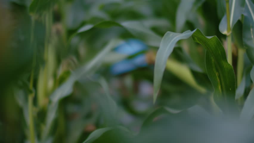 Cornfield Hide-and-Seek: Curious Boy Peeks Out Playfully from the Maze