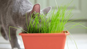 Cat eat grass. Cat eating green grass. Domestic cat munching wheat plant sprouts grown in pot. Natural hairball treatment. Close-up kitten munching fresh oats at home. Emotionally video. Pet Health
