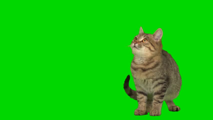 cat kitty green background screen Royalty-Free Stock Footage #1103389101