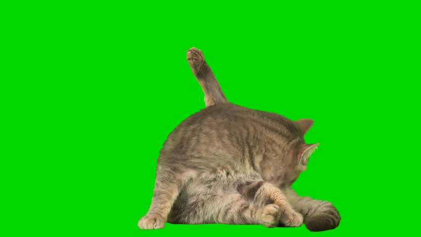 cat kitty green background screen Royalty-Free Stock Footage #1103389191