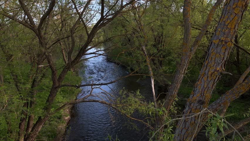 Spring River In The Forest
