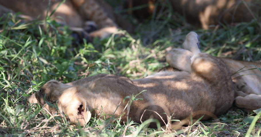 Lion cubs play fighting in natural African habitat