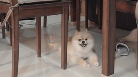4k video, (selective and close up). Cute Pomeranian laying down under a table at home in warm floor indoors. Senior dog small pet sleep at cozy home. Resting dog.