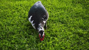 Muscovy duck with red bumpy head eats grass.