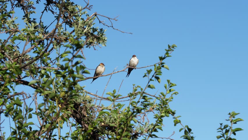 Striped Swallow birds pair perch on high tree branch against blue sky