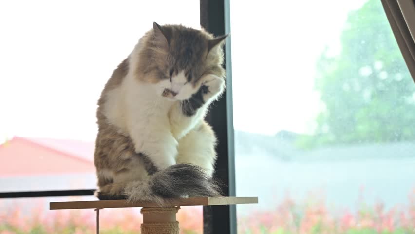 Cute crossbreed Persian cat while grooming itself on cat tree. A mixed breed cat is a cross between cats of two different breeds. Royalty-Free Stock Footage #1103407521