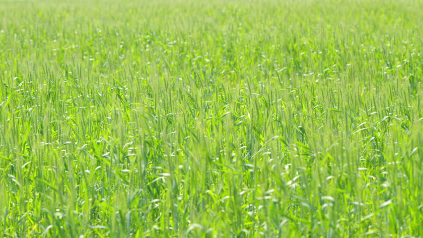 Young wheat ear. Green field of early wheat. Bautiful green wheat field agricultural farm concept. Slow motion.