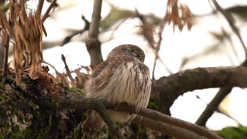 The owl sleeps on a tree. The Eurasian pygmy owl (Glaucidium passerinum) is the smallest owl in Europe. Slow motion (120fps). Royalty-Free Stock Footage #1103409709