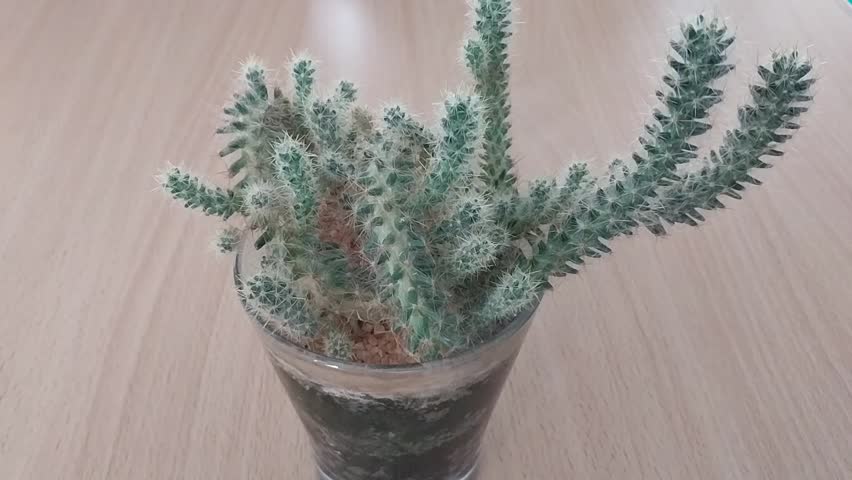 Ornamental cactus with glass pot planting media as a room interior