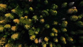 Green tree tops. Autumn mountain landscape with pine tree forest. Vertical video. Wild reserve. Fall nature landscape. Top view of green pine trees