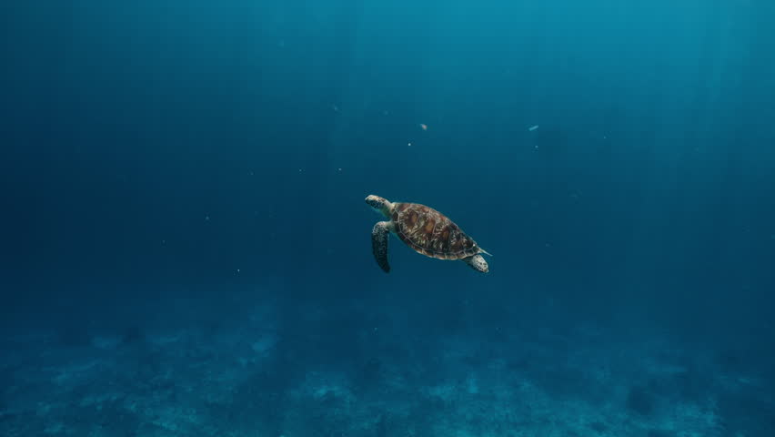 Marine life tropical turtle in wild nature. Sea turtle slowly swiming in blue water through sunlight. Scuba on wildlife. Underwater serene swiming beautiful green turtle in sea alone with nature. | Shutterstock HD Video #1103412289