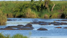 African Hippopotamus is in hippopotamus pond yawning. Rare wildlife footage captured during a scientific expedition in Tanzania, Herd hippos with small calf sleeping resting in Mara river with brown