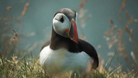 Atlantic puffin or common puffin Fratercula arctica in breeding plumage on cliff top in spring. Areal bird Iceland. Cute animal representing wild nature of Greenland. Portrait of northern puffin ஸ்டாக் வீடியோ