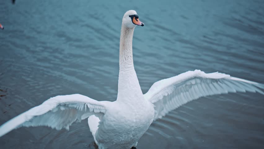 Portrait of elegant swan flapping his wings in the water. Graceful bird rotating his thin neck and enjoying the beauty of the lake and nature. Concept elegance. Wildlife and fauna. Symbol of purity.