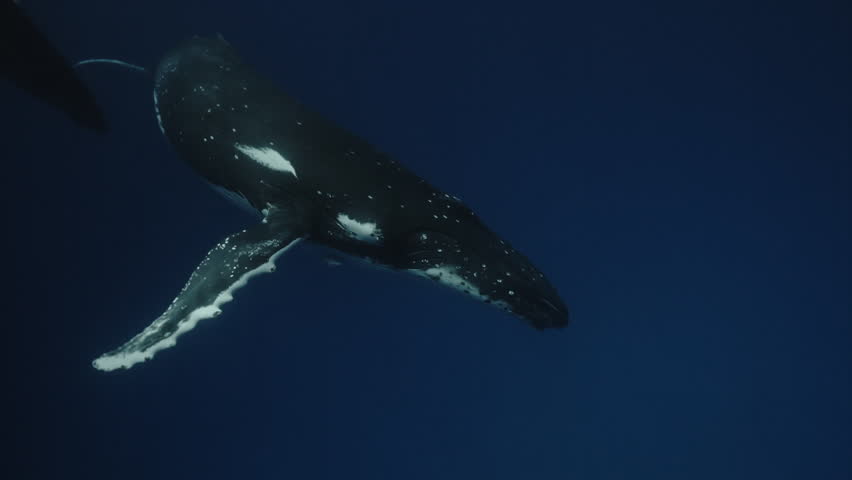 humpback whale swimming very close to camera and waving its pectoral fin and tail, swimming with whales on vacation. Portrait of whales swimming under the depth of water. The power of the underwater