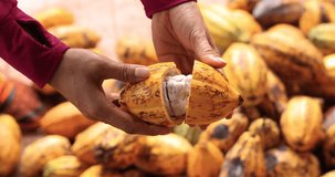 close up on hand farmer cuts a cocoa pod to inspect quality seeds inside. 4k video