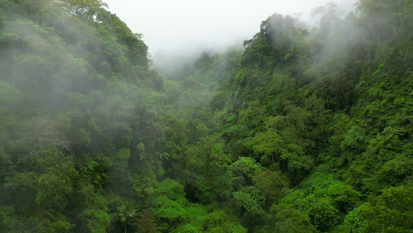 Aerial view of a foggy nature in Bali - Indonesia. Royalty-Free Stock Footage #1103414221